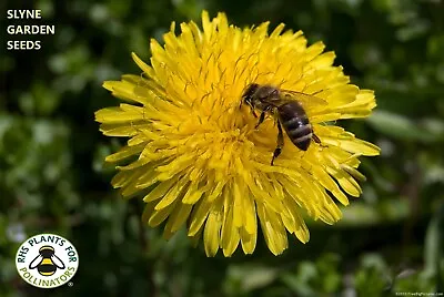 Dandelion (pack 250 Seeds) Grow Rabbit & Tortoise Food Perennial Wild Flower • £2.99