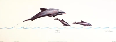 £18.84 • Buy WARWICK HIGGS  Splash  DOLPHIN Calf Jumping NEW Art SIZE:28cm X 76cm  RARE