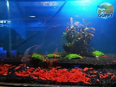 10+1 Fire Red Cherry - Freshwater Neocaridina Aquarium Shrimp. Live Guarantee • $26.95