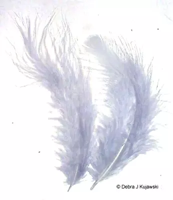 Quality Feathers GRAY  Marabou 3-8  L 7 Grams Approx 35 Count • $3.15