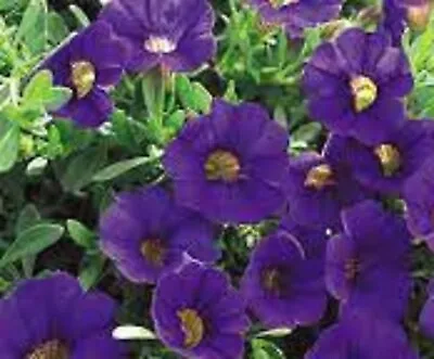 1 X  Trailing Petunias CALIBRACHOA Million Bells DARK BLUE  Pre Order • £3.99