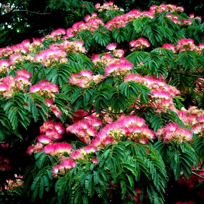 Mimosa Tree Seeds (Albizia Julibrissin) Persian Pink Silk Flower Plant Bonsai • $6.89