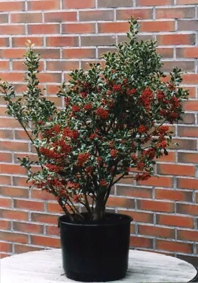 Ilex Aquifolium ‘Alaska’ / Holly Tree Peat Free 3Ltr 75-100cm • £32.99