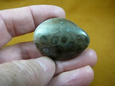 (F830-131) 1-3/4  Polished Petoskey Stone ANCIENT Coral Specimen MI State Rock • $22.99