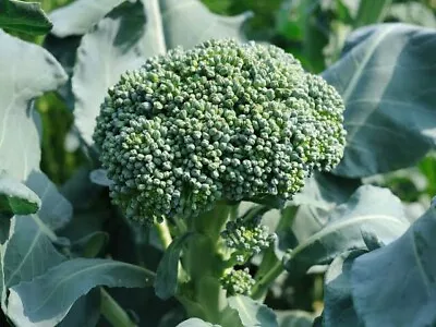 Broccoli Di Ciccio 120 Seeds Australian Stock Heirloom Seeds Non Gmo Untreated • $2.50