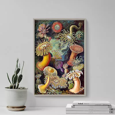 Ernst Haeckel - Actiniae (1904) Poster Art Print Painting Artwork Gift • $8.09