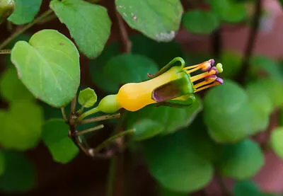 £7.99 • Buy Fuchsia  Procumbens Creeping/trailing Fuchsia Unusual Shade Loving Perennial