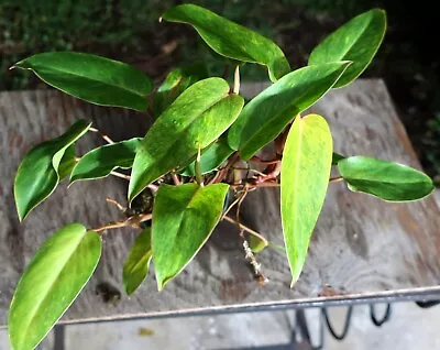 Philodendron Painted Lady Climbing Plant In 6  Pot 10  Tall 23  Wide Variegated • $19.99