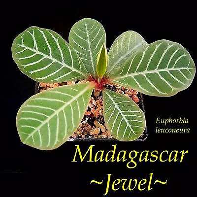 ~Madagascar Jewel~ Euphorbia Leuconeura Unique Bonsai Palmlike Live Potted Plant • $24.99