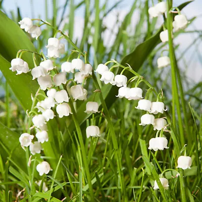 Convallaria Lily Of The Valley 10 Pips • £11.99