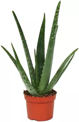 Aloe Vera 20-60cm Tall Medicinal Therapeutic Indoor Plant Including Pot • £22.99