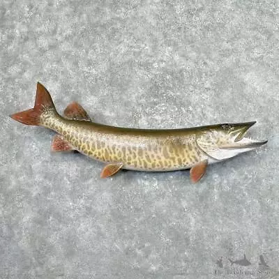 #27676 WC | 49.75  Muskie Reproduction Taxidermy Fish Mount For Sale • $2680
