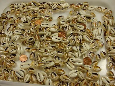 4 Pounds 1400 PCS Cut Cowrie Shells Wholesale Bulk Lot (No Holes) (UDP-65T) • $45