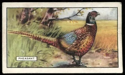 Tobacco Card Gallaher BRITISH BIRDS 1937 Pheasant #32 • £2