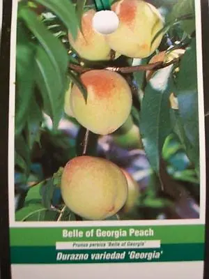 BELLE OF GEORGIA PEACH 5'-6' TALL Fruit Tree Plant Live Trees Grow Sweet Peaches • $99.95