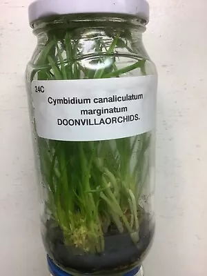$35 • Buy Orchid Flask 24c Cymbidium Canaliculatum Marginatum