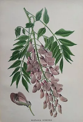 £12.50 • Buy 1897 Print Wistaria Sinensis (Chinese Wistaria). Edward Step. 126 Years Old.