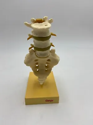 Vintage GEIGY Lumbar Spine Vertebral Column Vertebrae Anatomical Model • $49.95