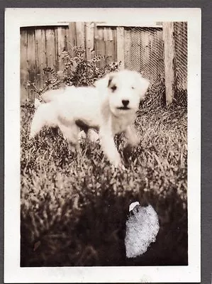 Vintage 1930's Welsh Wire Fox Terrier Dog Mary Crane Somers New York Old Photo • $7.99