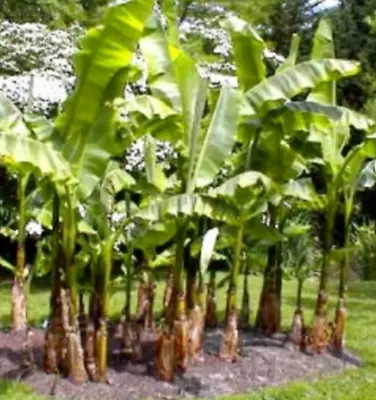 Musa Basjoo (Banana Plant) Perennial Plant 1 X 13cm Pot • £9.99