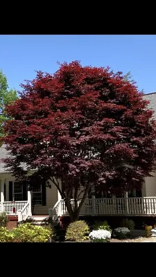 $7.75 • Buy 12 Red Japanese Maple Tree Seeds Palmatum Atropurpureum Cold Hardy Bonsai Plants