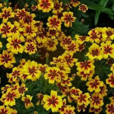 French Marigold DWARF DAINTY MARIETTA Short Beneficial Flower Non-GMO 200 Seeds! • $3.98