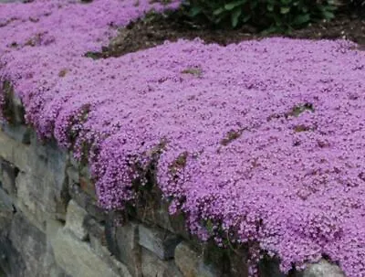 £2.79 • Buy 250 X Thyme ‘Purple Creeping’ Herb SEEDS – Quality UK Seed *Fast Dispatch*