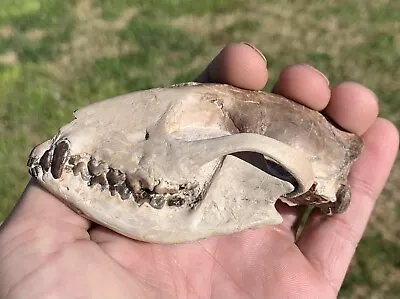 Fossil Dog Skull Hesperocyon Gregarius  White River Badlands Jaws Tooth • $1500
