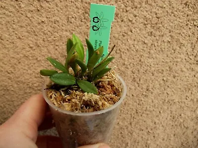 Rare Porroglossum Parsonii Orchid Plant  FS In 6 Cm Pot Mini • £25