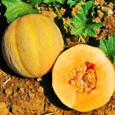 25+ Minnesota Midget Cantaloupe Seeds Mini Melon Fruit NON-GMO  • $2.25
