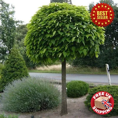 Large 3ft - 4ft Tall Catalpa Bignonioides Nana Indian Bean Tree In Garden Pot • £124.98