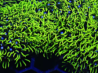 Neon Green Star Polyp GSP LARGE Frag Coral-Marine Soft Coral LPS SPS ZOA • £0.99