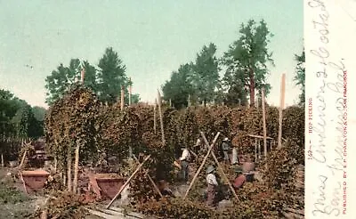 Vintage Postcard 1907 Hop Picking Harvest Fruit E.P. Charleton And Co. Pub. • £12.13