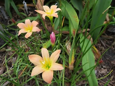 Rain Lily Zephyranthes Peach 1 Bulb NEW Habranthus • $18