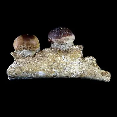 4.3  Globidens Mosasaur Fossil Teeth Jaw Bone Cretaceous Dinosaur Era COA • £115.69