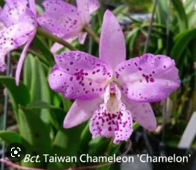 $45 • Buy FPOrchids Cattleya Bct. Taiwan Chameleon ‘Chamelon’