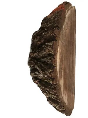 $8.89 • Buy Walnut Live Edge Crafts Wood Rough Cut Chunk Over 3 Pounds
