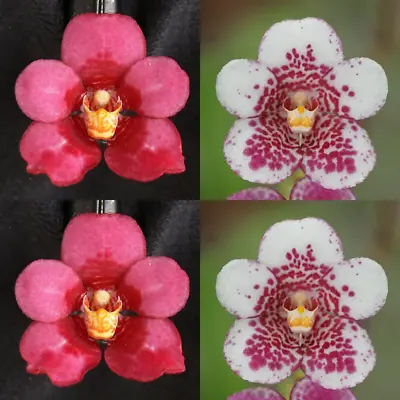 $12.50 • Buy Sarcochilus Orchid Seedling I149 Sarcochilus (Bunyip 'Barrita' X Sweetheart 'Spe