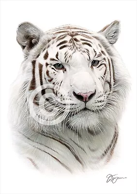 £9.99 • Buy WHITE TIGER Colour Pencil Drawing Print A4 / A3 Signed By UK Artist Artwork