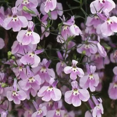 40 Lobelia Trailing Lilac  Hanging  Basket Bedding Patio Plug Plants • £7