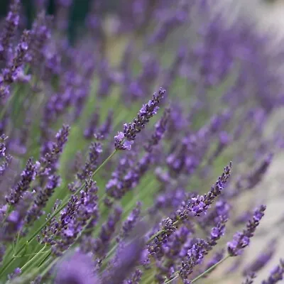 Lavender Phenomenal Plug Plants Fragrant Blue Purple Flowers Perennial Pack Of 3 • £9.99
