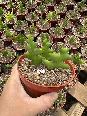 Epiphyllum Anguliger Fishbone Cactus | Live Healthy Unique Cactus 4 In Pot • $19.99
