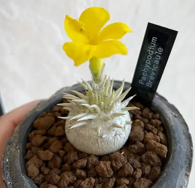 2CM Pachypodium Brevicaule Densiflorum Succulent Cactus Live Plant Beautiful • $25.99