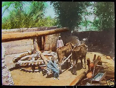 HAND COLOURED Glass Magic Lantern Slide IRRIGATION SYSTEM C1900 EGYPT • £15