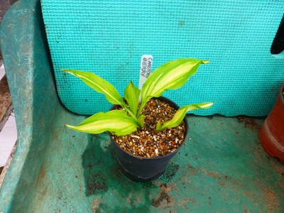 £4.50 • Buy Hosta  Cherry Berry / Small Hosta / Sent Bare Root