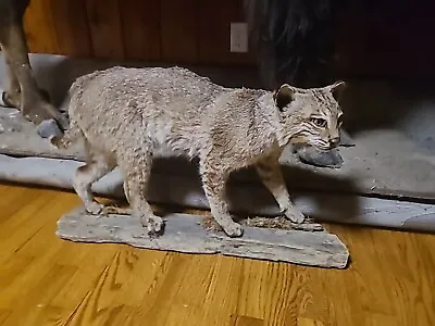 Bobcat Taxidermy Mount  • $449.99