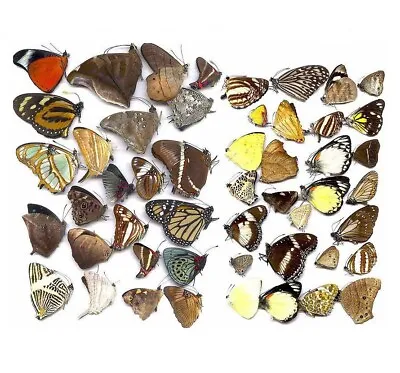 £39.99 • Buy Butterflies Taxidermy Natural Beautiful Small Butterfly Craft Embellishments