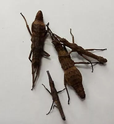 £7.99 • Buy 6 X Chocolate Log (Dares Philippinensis) Nymphs + 6 Eggs   Stick Insects