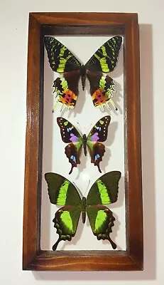 3 Real Butterflies Framed Special Collection Mounted Double Glass 4.5 X10.5 • $99.99