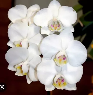 $38 • Buy FPOrchids Species Phalaenopsis Amabilis Var. Formosa Varigated